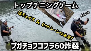 【チヌ  クロダイ】トップチニング  バイトシーンの撮影成功！