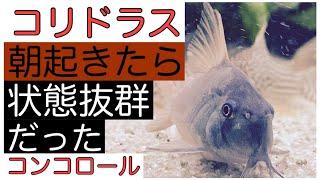 【コリドラスの日常】カメラ目線をする状態抜群のハイフィンなコンコロール