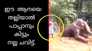 ഈ ആനയെ തല്ലിയാൽ പാപ്പാനും കിട്ടും നല്ല ചവിട്ടും അടിയും | Kerala elephant video |