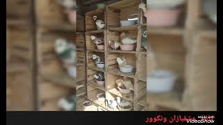 Iranian High flier Pigeons vancouver 2023 کانال عشقبازان ونکوور