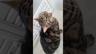 お風呂を嫌がる茶々丸くん　めっちゃお風呂嫌い #cat #short #猫 #猫動画