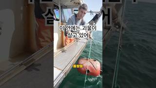 이 동물이 걸계를 사용하는 최강의 방어를 지닌 이유 #해외반응 #해외여행 #유머