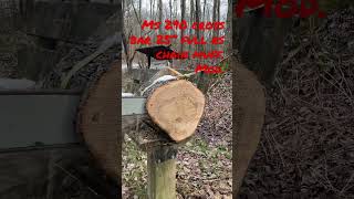 Stihl ms290 on hard maple log