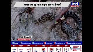 Surendranagar : લખતર કડુ ગામ નજીક દેખાયો અજગર | MantavyaNews