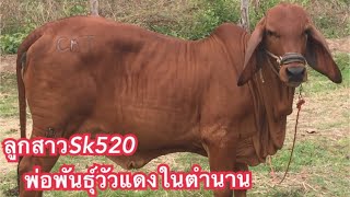 #ลูกสาวSk520,#ทายาทไอ้มดแดง,#ทายาทSk520 พ่อพันธุ์วัวแดงในตำนาน#โชคแสนคำฟาร์ม