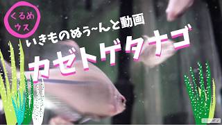 恋の季節のカゼトゲタナゴ｜いきもの「ぬぅ～ん」と動画