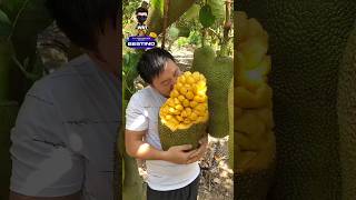 Enjoy Beautiful Yellow Jackfruit