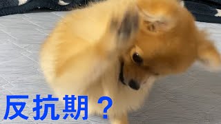 突然言うことを聞かなくなった子犬のポメラニアン！