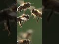 the magic world of bees