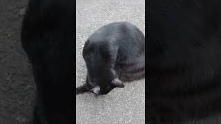 【猫動画】【野良猫】【猫】黒猫に腰トントン