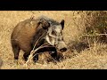 interesting facts about bush pig by weird square