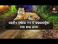 ଦେଶରୁ ଲୋପ ପାଇଯିବ କି ଜାତୀୟ ପଶୁ