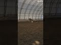 She did that#viral_video #fypシ゚viral #blowup #horse #horsey #equestrian #equestrianvibes