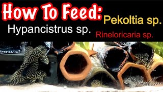 How To Feed Hypancistrus Plecos, Pekoltia sp and Rineloricaria sp. Properly for Long term Health!