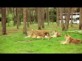 „Wie reagieren Löwen wenn sie sich selbst im Spiegel sehen“ Der Serengeti-Park zeigt es!