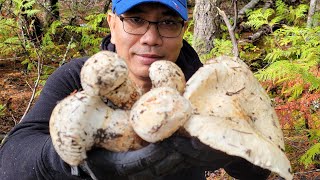 Nấm rộ mùa, mấy anh em trúng mánh nhiều ổ TÙNG NHUNG to khủng 🇨🇦1016》 Matsutake 松茸 송이