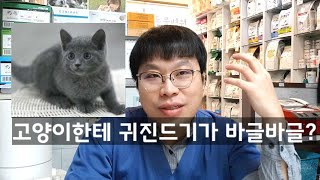 고양이를 분양받으면 동물병원부터 가야하는 이유 (feat. 귀진드기)