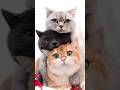 kucing lucu #animals #kucinglucu #fauna #shorts #short #shortsvideo #shortsfeed #shortsviral #foryou