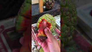 A strange fruit in the Maldives! Maldives Screw Pine / Pandan / Devil Fruit