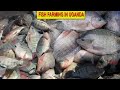 How To Start A Successful Fish Farming Business In Uganda