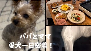 【ヨーキー】愛犬一日密着！　急きょ病院にも行くことに　#dog