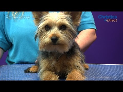 Grooming Guide - Yorkshire Terrier Puppy Trim - Pro Groomer Grooming Guide - Yorkshire Terrier Puppy Trim - Pro Groomer