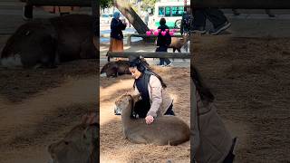 (鹿に餌やりで楽しむ観光客) 奈良公園🫎 #deerpark