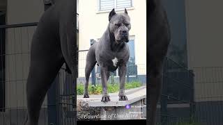 Канекорсо изящество и грация #канекорсо #canecorso #корсо #любовь