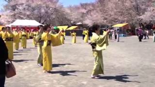 Sakura matsuri Kounosu-shi 鴻巣桜祭り