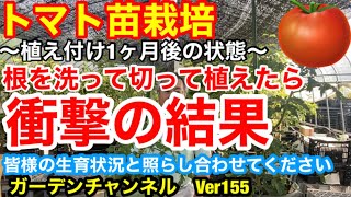 【トマト苗　鉢栽培】植え付け1ヶ月後の管理方法を紹介しますVer155【カーメン君】【トマト苗】【管理方法】