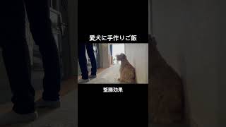 愛犬に手作りご飯。整腸効果に期待大。 #shorts