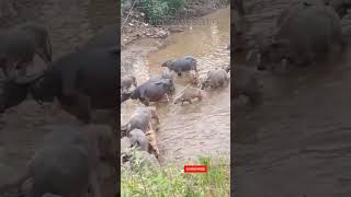 seeing buffaloes bathing in mud #108