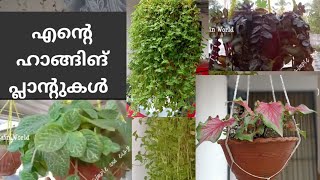 എന്റെ ഹാങ്ങിങ് പ്ലാന്റുകൾ  Hanging plants Malayalam