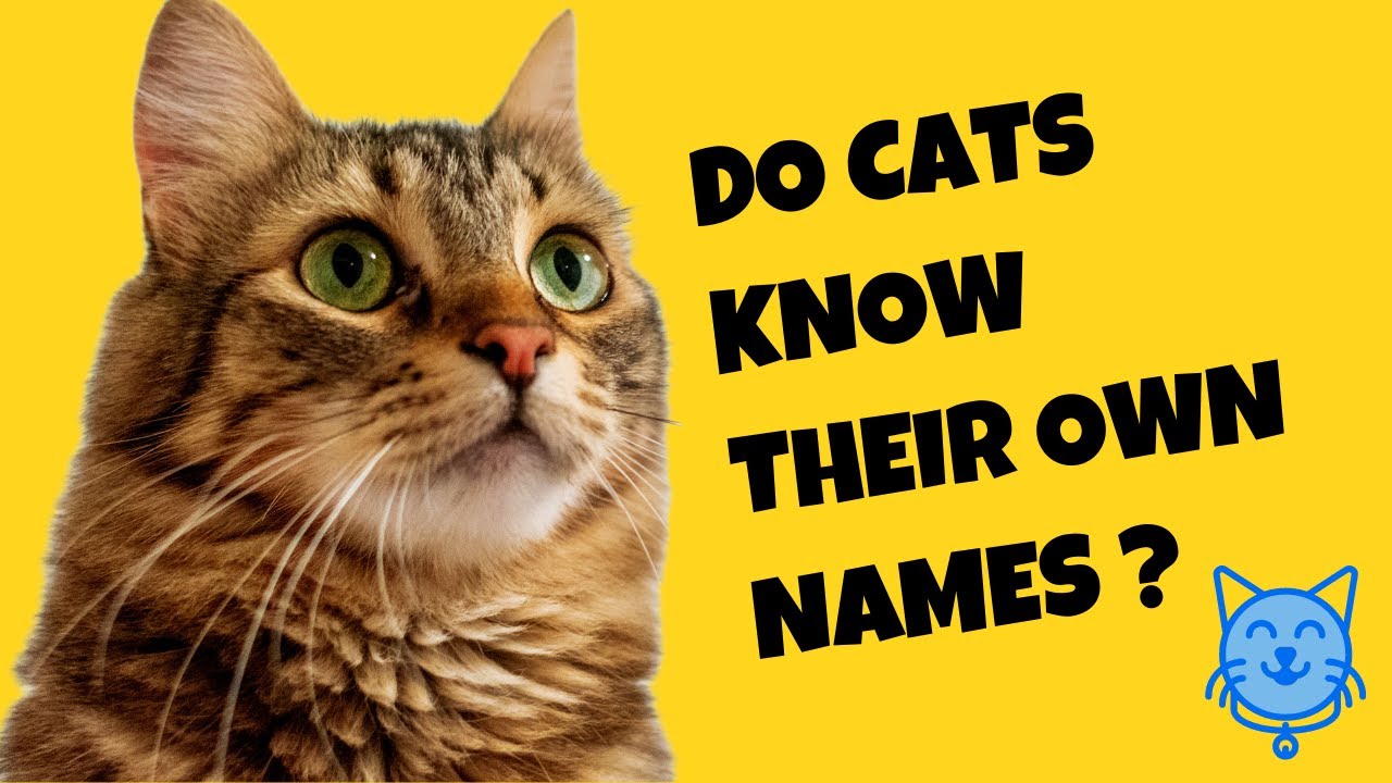 Does A Cat Know Their Name At Oscar Godson Blog