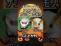 天使のように白いコウモリ 2選　 動物 雑学 shorts