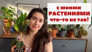 5 РАСТЕНИЙ СТРАДАЛЬЦЕВ из моей коллекции