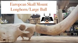 European Skull Mount: Longhorn/Large Bull Mounts @KCTaxidermy