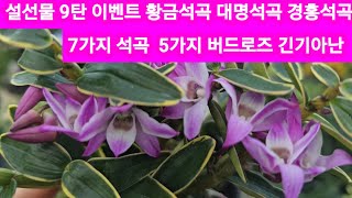 설선물 9탄이벤트 황금석곡 대명석곡 경홍석곡 크리스마스로즈 긴기아난