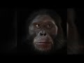 Human face evolution in the last 6 million years. ..watch it