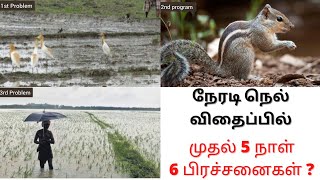 நேரடி நெல் விதைப்பு முறை |  Neradi  Nel Vidaippu Tamil | Nel Vidaippu | Neradi Nel Vithaippu Tamil