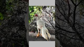 చిలుక ముక్కు కోళ్లు Parrot nose hens Only Show KARIMNAGAR 9010906663 చిలుక ముక్కు పొడవాటి తోక కోళ్లు