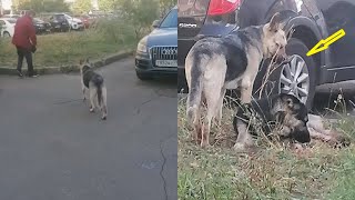 The dog helplessly begged for help for her mate, she was afraid of losing him.