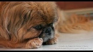 Pekingese (Pekinés)