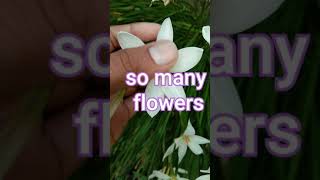 #rarest saffron plant (kesar)plant and lots of flowers more than every YouTube channel #florazone