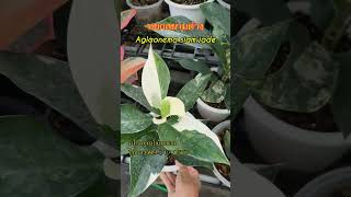 อโกลนีมา หยกสยามด่าง ,Aglaonema siam jade