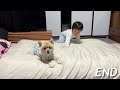 人間の赤ちゃんを弟のようにお世話する愛犬が可愛い…笑