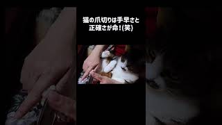 #short #保護猫 #爪切り～我が家の猫の爪切り～