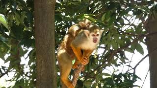 【猿の仲間】コモンリスザルCommon Squirrel Monkeyの赤ちゃん(東武動物公園 Tobu Zoo) 背中におんぶ