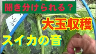 【菜園生活】スイカ　音の違いがわかる？　９㎏の大玉を収穫