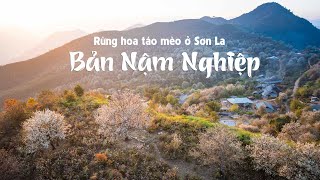 Ngất ngây rừng táo mèo đẹp như tiên cảnh ở bản Mông cao 2000m - Bản Nậm Nghiệp, Ngọc Chiến, Sơn La